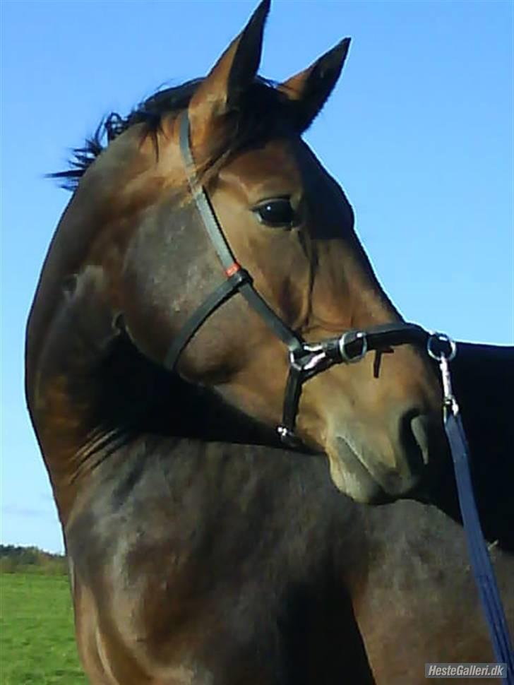 Welsh Partbred (Sec F) Luka (fibiger's Luka) (solgt) billede 5