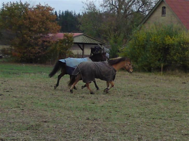 Welsh Partbred (Sec F) Luka (fibiger's Luka) (solgt) - POT & PANDE billede 9