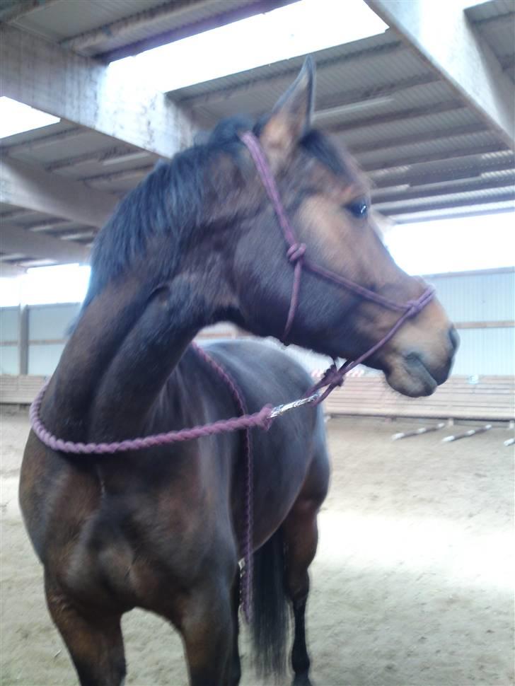 Welsh Partbred (Sec F) Luka (fibiger's Luka) (solgt) billede 12