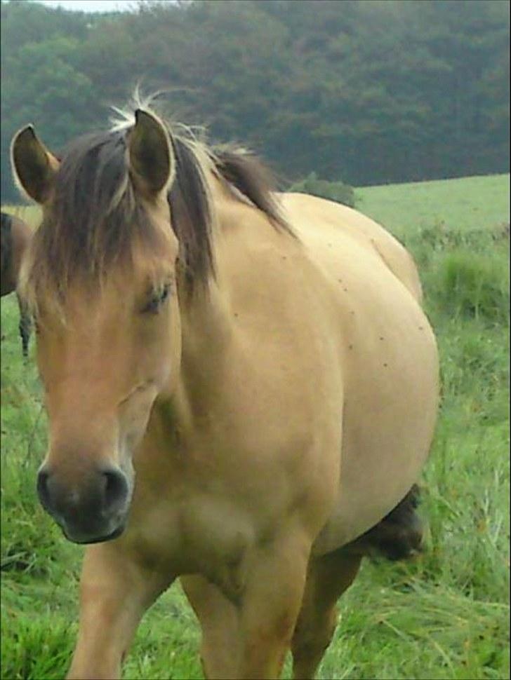 Anden særlig race Salima (solgt)  billede 1