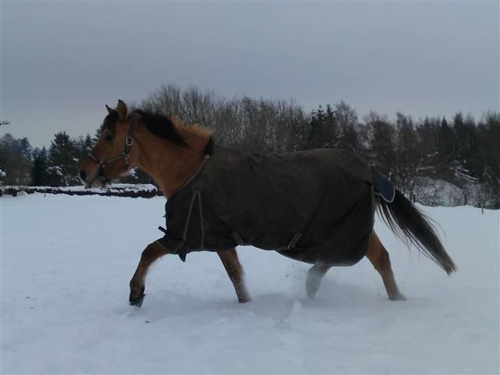 Anden særlig race Salima (solgt)  - snévejr...  billede 2