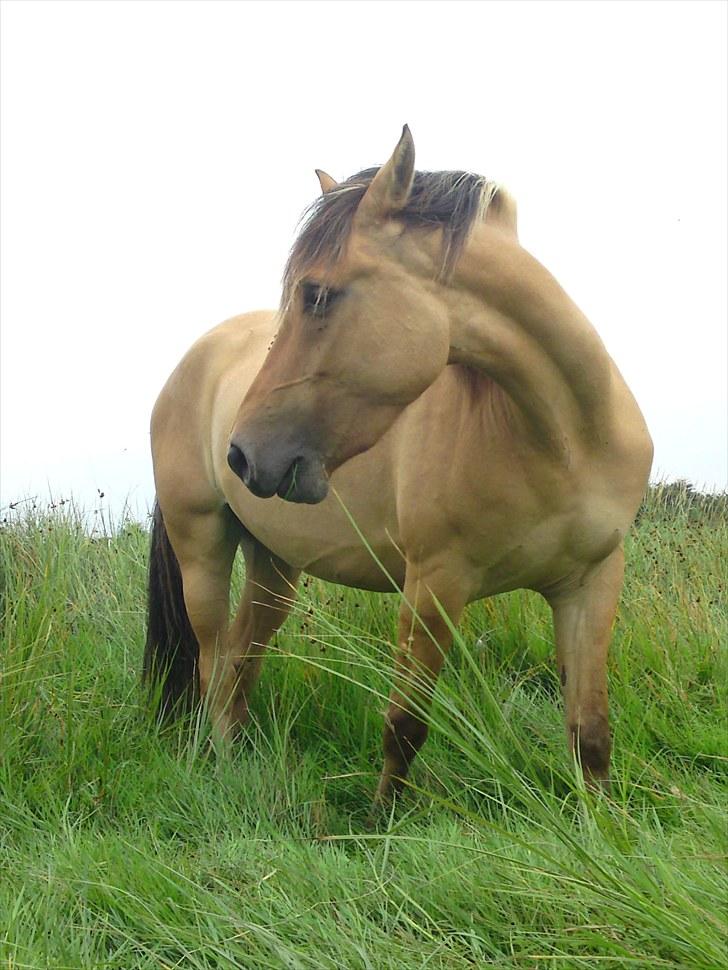 Anden særlig race Salima (solgt)  billede 3