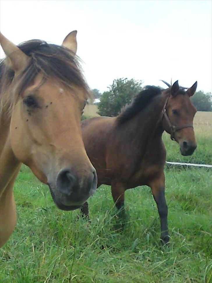 Anden særlig race Salima (solgt)  billede 7