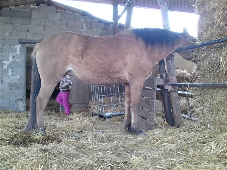 Anden særlig race Salima (solgt)  billede 8