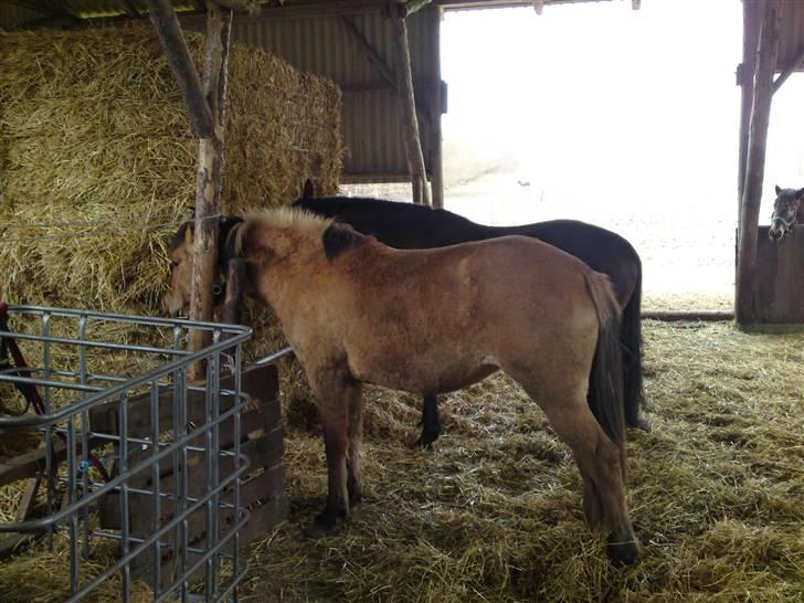 Anden særlig race Salima (solgt)  - Salima og luka tager lige  lidt at tykke på... 2010 billede 9