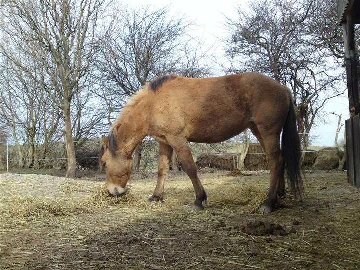 Anden særlig race Salima (solgt)  - Salima på langeland... 2010 billede 10
