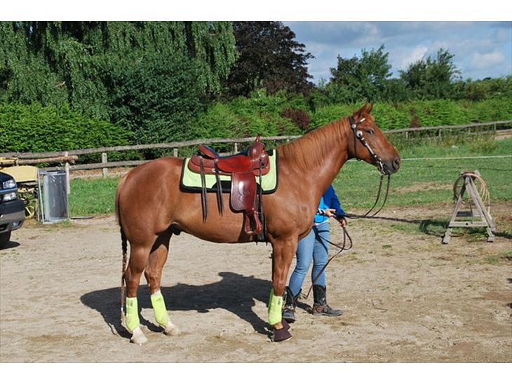 {{currentPhoto.altText}} billede {{currentPhoto.number}}