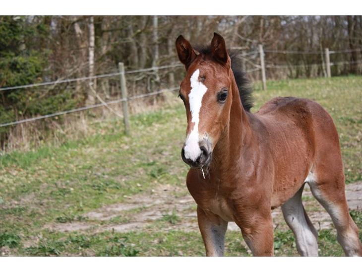 {{currentPhoto.altText}} billede {{currentPhoto.number}}