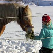 Tyroler Haflinger | Arkibal RIP