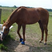 Fuldblod (XX) Arctic Palace