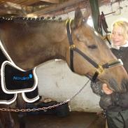 Fuldblod (XX) Tee-Off solgt