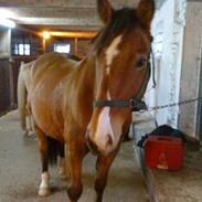 Anden særlig race Felix *Himmelhest*