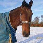 Holstener Cargo B SOLGT TILBAGE1/6 