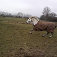 Anden særlig race Miss Narnia 