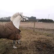 Anden særlig race Miss Narnia 