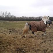 Anden særlig race Miss Narnia 