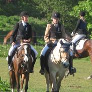 Fjordhest Trold. gammel part:'(