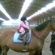 Dansk Varmblod Fraja  R.I.P.