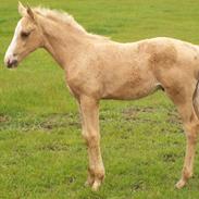 Palomino Kvolsbæks New Nirvana