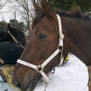 Anden særlig race Lancelot