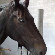 Anden særlig race May Town Dior