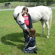 Tysk Sportspony Marcur II R.I.P.