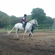 Tysk Sportspony Marcur II R.I.P.