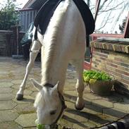 Tysk Sportspony Marcur II R.I.P.