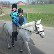 Tysk Sportspony Marcur II R.I.P.