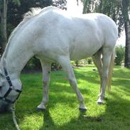 Tysk Sportspony Marcur II R.I.P.