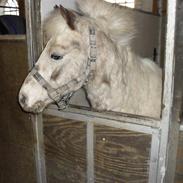 Anden særlig race Sputte