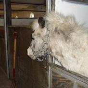 Anden særlig race Sputte