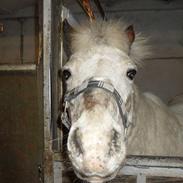 Anden særlig race Sputte