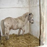 Anden særlig race Sputte