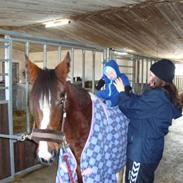 Anden særlig race Gloria