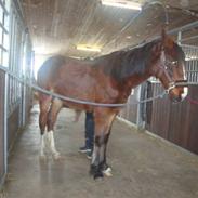 Anden særlig race Gloria