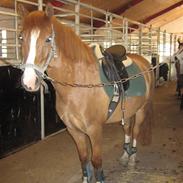 Anden særlig race Pikatju Mitalt!í;<3333333