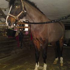 DSP Bitten Firhøj #Pension# 