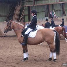 Anden særlig race Bella tidl.part