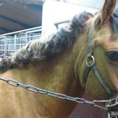 Anden særlig race Bella tidl.part
