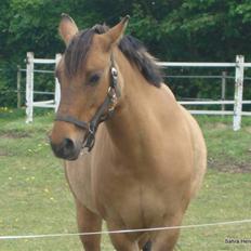 Anden særlig race Bella tidl.part