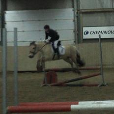 Fjordhest Rico *X-Part*