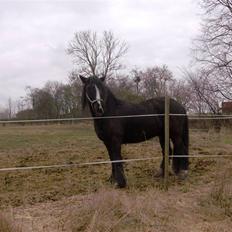 Tinker Flamingo FORTID <3