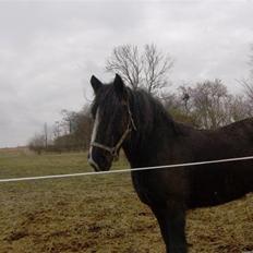 Tinker Flamingo FORTID <3