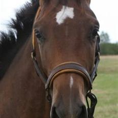 Dansk Varmblod Lacan