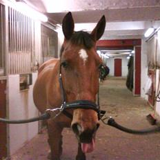 Dansk Varmblod Bjergets Bally Baki <3(-;