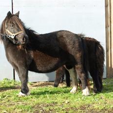 Shetlænder Waterloo Dotsy