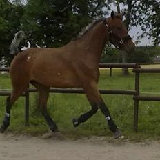 Anden særlig race Lando