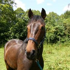 Anden særlig race  Himmelhest A'jay. R.I.P