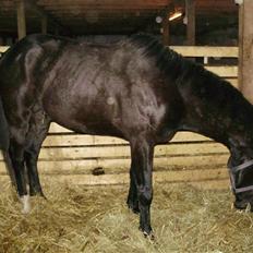 Dansk Varmblod Krogårdens Hard To Make